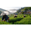 Japan Gyokuro Prémium – Zázvor/Citron – zelený čaj (Varianta zelený čaj 500g)