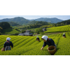 Japan Tamaryokucha Gokase – zelený čaj (Varianta zelený čaj 1000g)