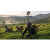 rwanda rukeri green op premium 80 g zeleny caj atmosfera 35aa9670