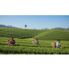 Ceylon OPI Shawlands – černý čaj z oblasti Uva (Varianta černý čaj 1000g)