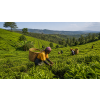 Rwanda Rukeri – černý čaj s medově kořeněným tónem (Varianta černý čaj 1000g)