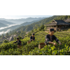 pu erh kolac jingmai bio 100 g lisovany puerh z yunnanu atmo 29f42aa0