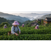 Puerh Tea Královna Margareta® – černý ochucený čaj (Varianta černý čaj 500g)