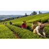 kenya gold op1 nyambene cerny caj 50 g 394745d5