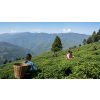 nepal golden tea sakhejung cerny caj bio 40 g 55187741