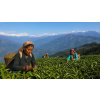 india darjeeling oaks organic ff cerny caj bio 50 g 66aef8c2