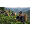 Puerh Tea King Organic – černý pu-erh z Yunnanu BIO (Varianta černý čaj 80g)