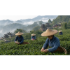 china jasmin oolong tea 50 g atmosfera c5686a2b