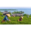 china bi lo chun 50 g zeleny caj atmosfera 61294386