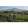 puerh tea jeju 50 g korejsky pu erh z ostrova jeju atmosfera abbafd4e