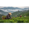 formosa jade oolong 50 g tchajwansky oolong atmosfera a573dd78