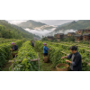 jiaogulan shen zensen petilisty bylinny caj 60 g atmosfera 9733b1c2