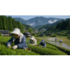 japan genmaicha misaki v doze zeleny caj 70 g atmosfera ce34ed81
