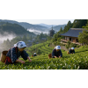 japan houjicha natsuki v doze zeleny caj 70 g atmosfera ec3bb8aa
