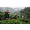 japan bancha sachi v doze zeleny caj 70 g atmosfera 099500fc