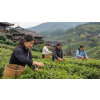 China Lychee Tea – černý ochucený čaj s vůní liči (Varianta černý čaj 500g)