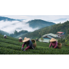 formosa cinnamon tung ting oolong 50 g atmosfera 06ca83ea