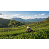 thajsky sticky rice oolong bio 50 g e910dd13