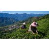 china muscatel dragon oolong bio 50 g fa4c5e8d