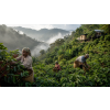 Káva Jamaica Blue Mountain – 100% Arabica (Varianta mletá 1kg)