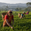 India Assam TGFOPI Achabam – černý čaj (Varianta černý čaj 1000g)