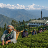 India Darjeeling TGFOPI – černý čaj bez kofeinu (Varianta černý čaj 500g)