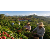 Káva Brazílie Santos – čerstvě pražená 100% arabica (Varianta mletá 100g)