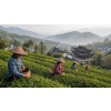 China Oolong Tit Kon Yum – jemný květový oolong (Varianta oolong čaj 500g)