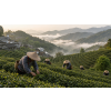 Mléčný oolong China Nai Xiang – Anxi, Fujian (Varianta oolong čaj 1000g)