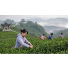 China Kwai Flower Oolong – čínský oolong s květy osmanthu (Varianta oolong čaj 1000g)