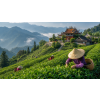Formosa Oolong – tchajwanský oolong „černý drak“ (Varianta oolong čaj 1000g)