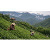 Formosa Orange Oolong — taiwanský oolong s pomerančem (Varianta oolong čaj 1000g)