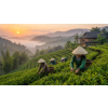 Vietnam Four Seasons Oolong – vietnamský oolong (Varianta oolong čaj 500g)