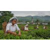 India Assam FTGFOPI Joonktollee – zelený čaj (Varianta zelený čaj 70g)