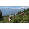 India Darjeeling KGFOPI North Tukvar – zelený čaj (Varianta zelený čaj 70g)