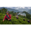 India Darjeeling Puttabong Green – zelený čaj z Darjeelingu (Varianta zelený čaj 500g)