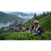 Puerh Tea Brusinka – ochucený Pu Erh z Yunnanu (Varianta černý čaj 90g)