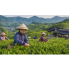 China Lung Ching – zelený čaj (Dračí studna) (Varianta zelený čaj 1000g)