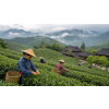 China Sencha – zelený čaj (Varianta zelený čaj 500g)