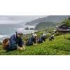 Japan Bancha – japonský zelený čaj (Varianta zelený čaj 1000g)