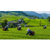 Japan Sencha Kakegawa – zelený čaj (Varianta zelený čaj 70g)