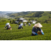 Japan Makinohara – směs japonských zelených čajů Sencha (Varianta zelený čaj 70g)