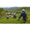 Japan Kokeicha Emi – japonský zelený čaj z Uji (Kyoto) (Varianta zelený čaj 500g)