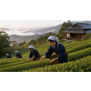 Japan Asuka Houjicha – japonský pražený zelený čaj (Varianta zelený čaj 1000g)