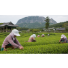 Korea OP Jeju – korejský zelený čaj BIO (Varianta zelený čaj 1000g)