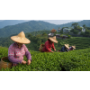 Formosa Pi Lo Chun – taiwanský zelený čaj (Varianta zelený čaj 70g)