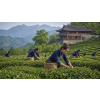 China Sencha bez kofeinu BIO – zelený čaj sypaný (Varianta zelený čaj 1000g)