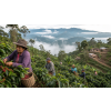 Káva Peru – čerstvě pražená 100% arabica (Varianta mletá 500g)