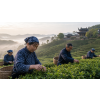China Jasmín Bai Mao Huo – jasmínový čaj (Varianta zelený čaj 1000g)