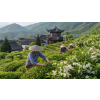China Jasmin Chung Hao – jasmínový čaj (Varianta zelený čaj 500g)